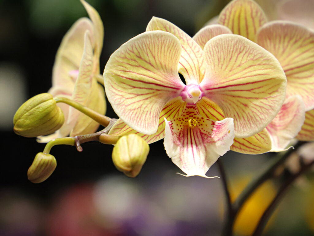 Canton Floral