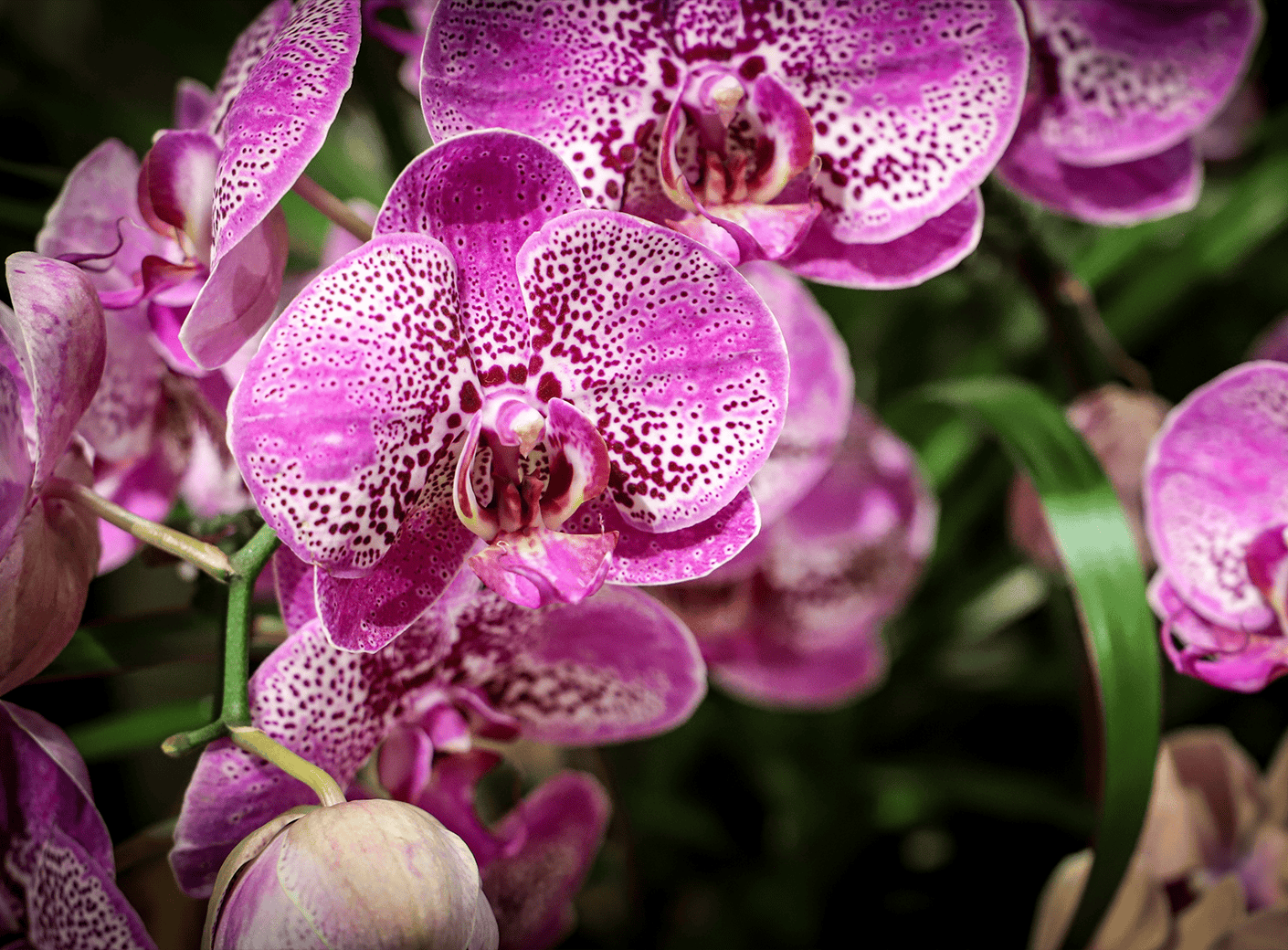 Romance Blooms at Holiday Market