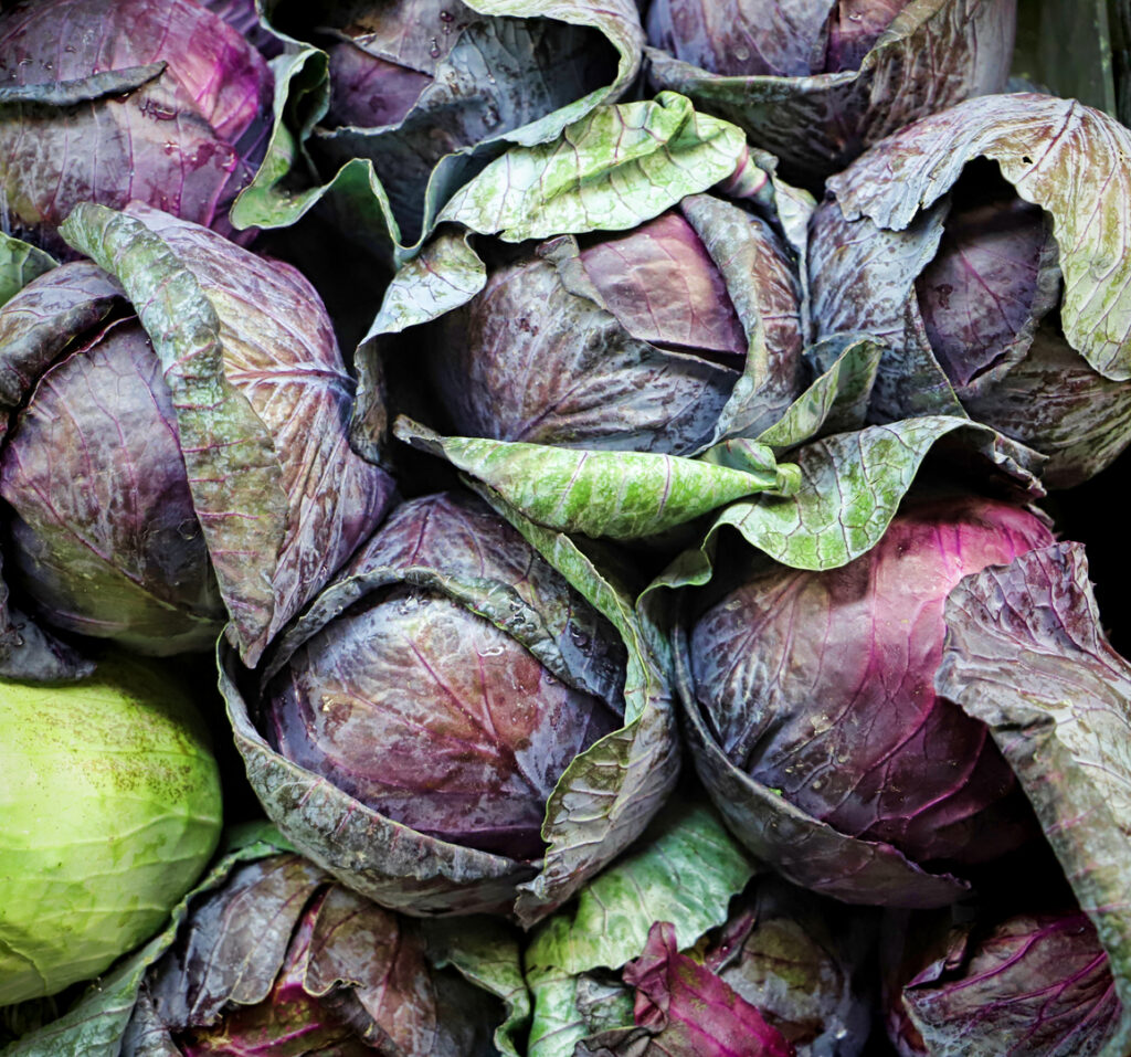 cabbage