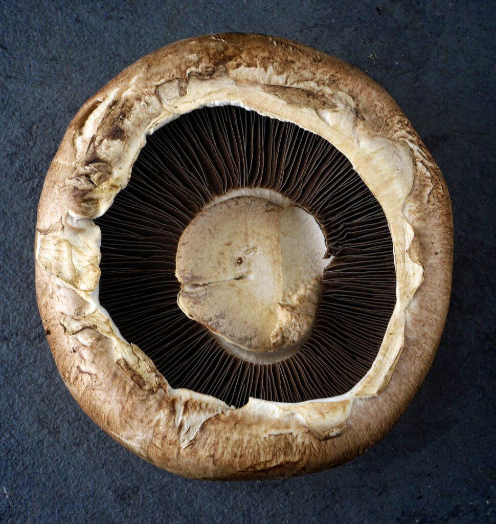 mushroom