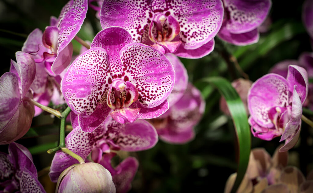 orchids